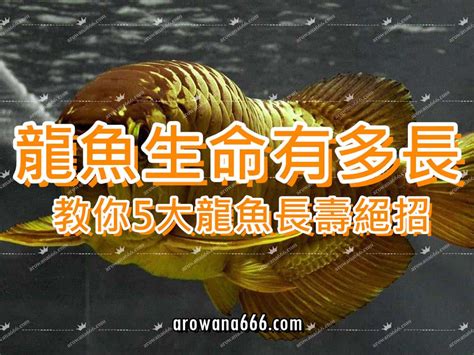 龍魚壽命